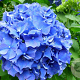 Hydrangea m. 'Enziandom' GM 2,0L