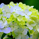 Hydrangea m. 'Frau Yoshimi' GM 2,0L