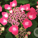 Hydrangea m. 'Geoffrey Chadbund' GM 2,0L