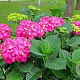 Hydrangea m. 'Glowing Embers' GM 2,0L