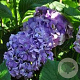 Hydrangea m. 'Gertrud Glahn' GM 2,0L