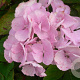 Hydrangea m. 'Hobella' GM 2,0L