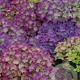 Hydrangea m. 'Hobergine' GM 2,0L