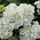 Hydrangea m. 'Holibel' GM 2,0L