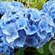 Hydrangea m. 'Homigo' GM 2,0L