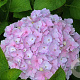 Hydrangea m. 'Hopaline' GM 2,0L