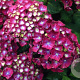 Hydrangea m. 'Holehird Purple' GM 2,0L