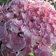 Hydrangea m. 'Jomari' GM 2,0L