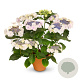Hydrangea macrophylla 'Koria' GM 2,0L