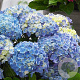 Hydrangea m. M. Coll. Blue Ballad GM 2,0L