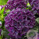 Hydrangea m. M. C. D. Purple Dance GM 2,0L