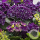Hydrangea m. Music C. Purple Punk GM 2,0L