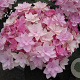 Hydrangea m. Passion GM 2,0L