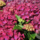 Hydrangea m. 'Red Beauty' GM 2,0L
