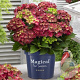 Hydrangea m. 'Ruby Tuesday' GM 2,0L