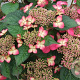 Hydrangea m. 'Selina' GM 2,0L