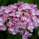 Hydrangea m. 'Selma' GM 2,0L