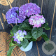 Hydrangea m. 'Superbowl' GM 2,0L