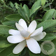 Magnolia 'Ice Crystal' GM 2,0L
