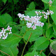 Aconogonon campanulatum 'Alba' GM P9