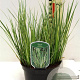 Acorus gramineus 'Aureovariegatus' 15-20 cm 2,0L