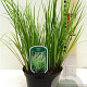 Acorus gramineus 'Ogon' 15-20 cm 2,0L