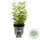 Agastache 'Blue Fortune' GM 2,0L
