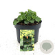 Alchemilla mollis GM 2,0L