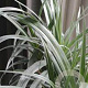 Astelia 'Silver Shadow' 20-30 cm 2,0L