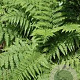 Athyrium filix-femina plantgoed P9