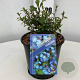 Ceratostigma willmottianum 25-30 cm 2,0L