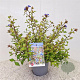 Ceratostigma willm. Forest Blue 35-40 cm 2,5L