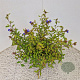 Ceratostigma willm. Forest Blue 35-40 cm 2,5L