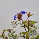 Ceratostigma willm. Forest Blue 35-40 cm 2,5L