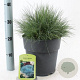 Festuca glauca 'Elijah Blue' 25-30 cm 3,0L