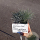 Festuca glauca 'Elijah Blue' plantgoed P9