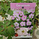 Geranium Dreamland 30-40 cm 2,5L