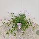 Geranium Dreamland 30-40 cm 2,5L