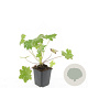 Geranium macr. 'Ingwersen's Var.' GM P9