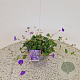 Geranium Rozanne 25-30 cm 2,5L