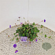 Geranium Rozanne 25-30 cm 2,5L