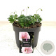 Geranium sanguineum striatum GM 2,0L