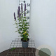 Agastache 'Blue Fortune' GM C1.3