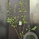 Amelanchier lamarckii 100-125 cm 7,5L