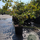 Amelanchier lamarckii 125-150 cm 20L