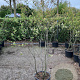 Amelanchier lamarckii 150-175 cm 20L