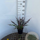 Berberis thunb. 'Dart's Red Lady' 30-40 cm 2,5L
