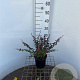 Berberis thunb. 'Dart's Red Lady' 30-40 cm 2,5L