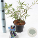 Buddleja d. 'Black Knight' 30-40 cm 2,0L