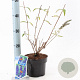 Buddleja d. 'Empire Blue' 30-40 cm 2,0L